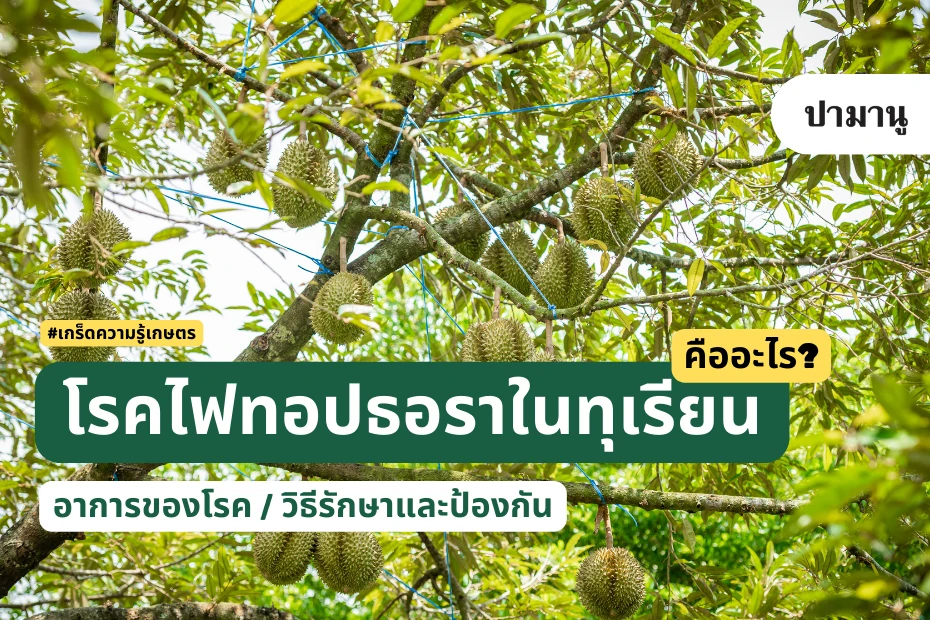 โรคไฟทอปเธอรา-ในทุเรียน