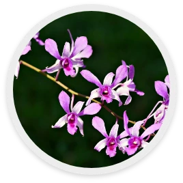 กล้วยไม้