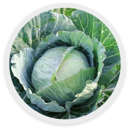 กะหล่ำปลี