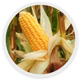 ข้าวโพด