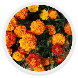 ดาวเรือง