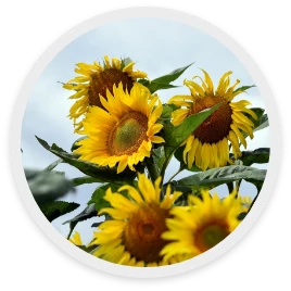 ทานตะวัน