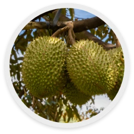 ทุเรียน