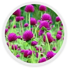 บานไม่รู้โรย