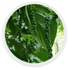 พริกไทย