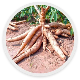 มันสำปะหลัง