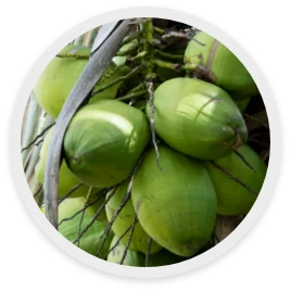 มะพร้าว