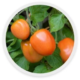 มะเขือเทศ