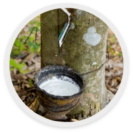 ยางพารา