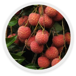 ลิ้นจี่