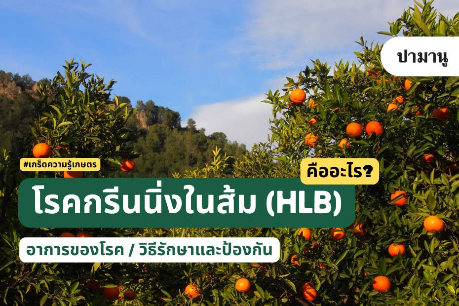 โรคกรีนนิงในส้ม