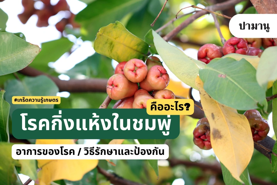 โรคกิ่งแห้งในชมพู่