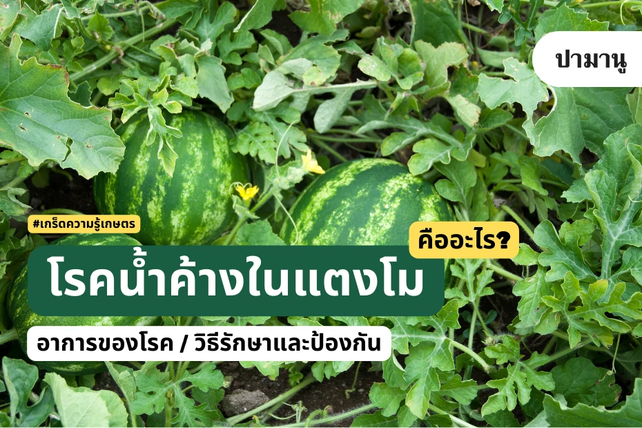 โรคน้ำค้างในแตงโม