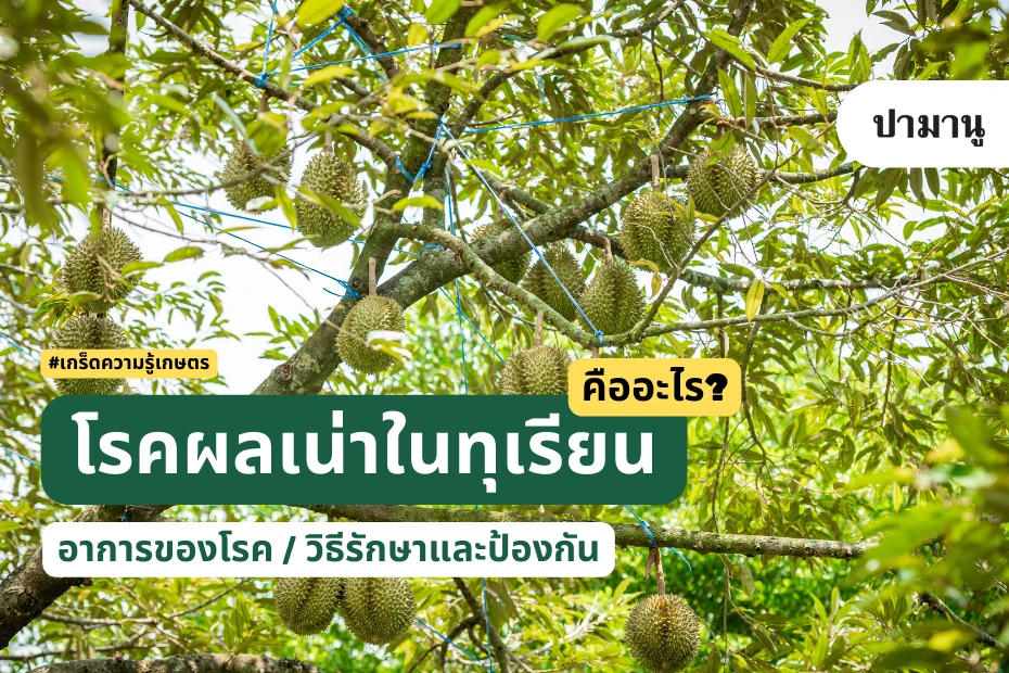 โรคผลเน่าในทุรียน