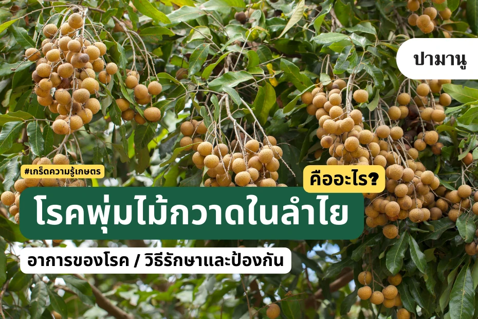 โรคพุมไม้กวาดในลำใย