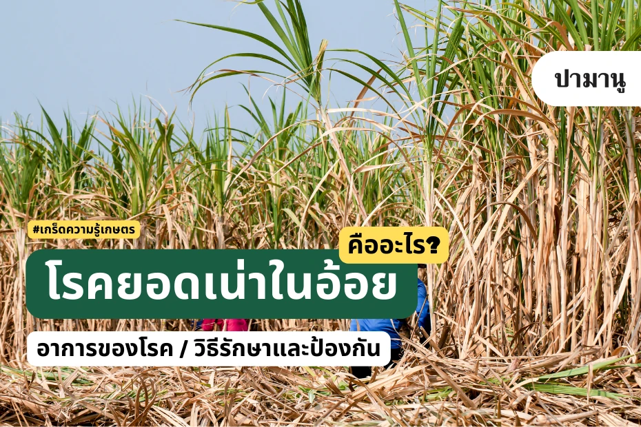 โรคยอดเน่าในอ้อย