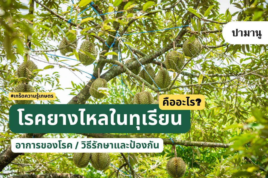 โรคยางไหลในทุเรียน