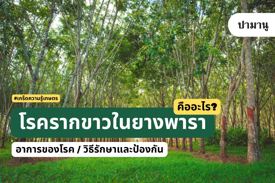 โรครากขาวในยางพารา