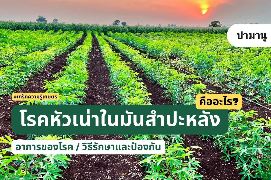 โรคหัวเน่าในมันสำปะหลัง