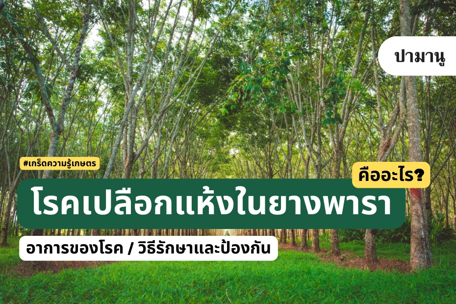 โรคเปลือกแห้งในยางพารา