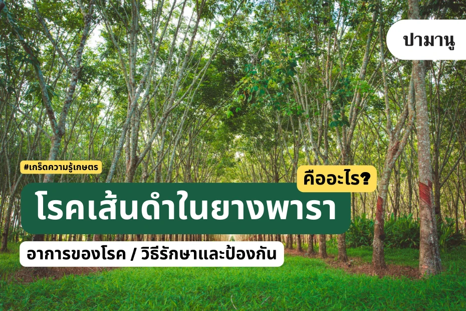 โรคเส้นดำในยางพารา