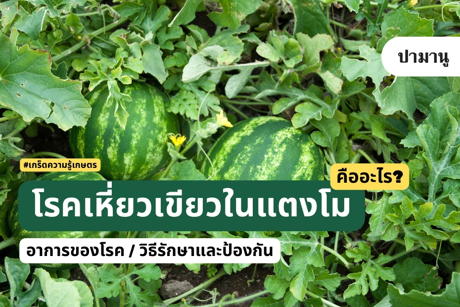 โรคเหี่ยวเขียวในแตงโม