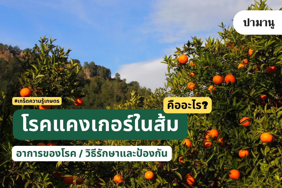 โรคแคงเกอร์ในส้ม