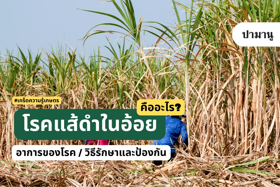 โรคแส้ดำในอ้อย