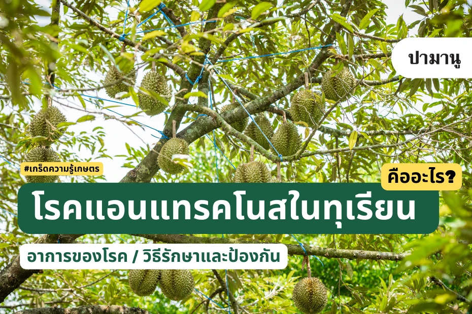 โรคแอนแทรคโนสในทุเรียน