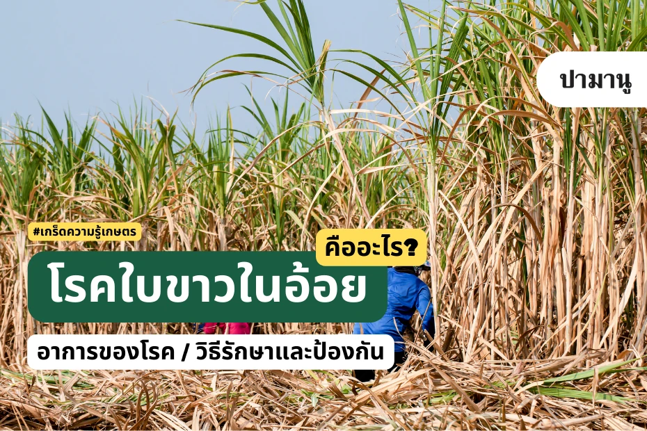 โรคใบขาวในอ้อย