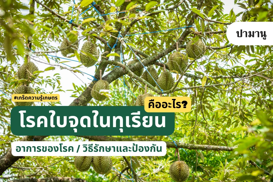 โรคใบจุดในทุเรียน