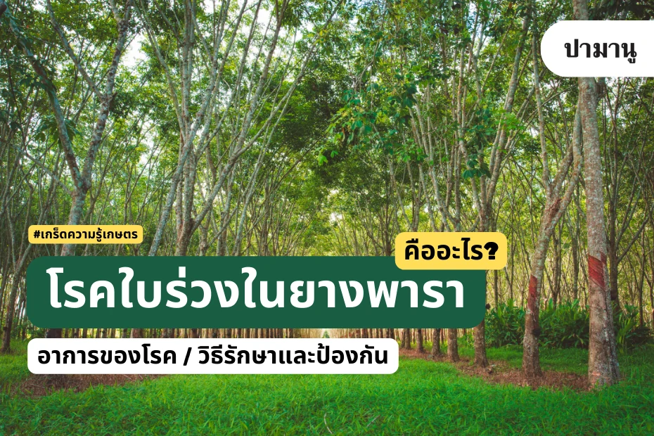 โรคใบร่วงในยางพารา